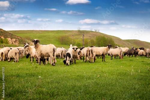 Group of sheep in the nature