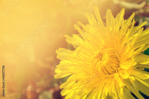 Beautiful yellow dandelions flowers close up. Dandelions background. Spring.