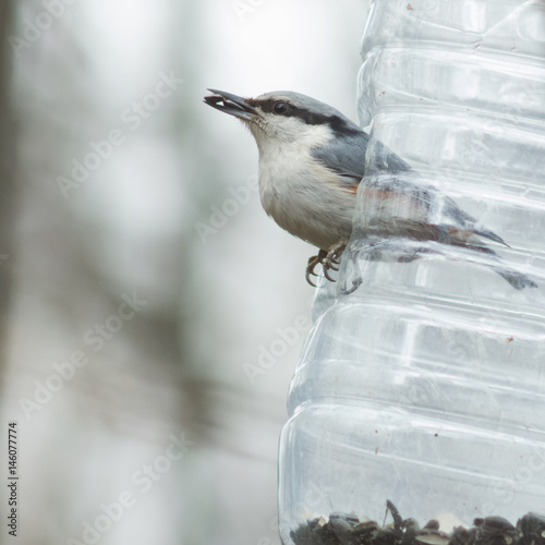 Eurasian or wood nuthatch, Sitta europaea, close-up portrait at bird feeder with seed in beak, selective focus, shallow DOF photo