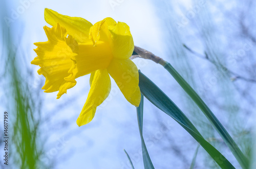 Fototapeta Naklejka Na Ścianę i Meble -  Yellow Narcissus Flower