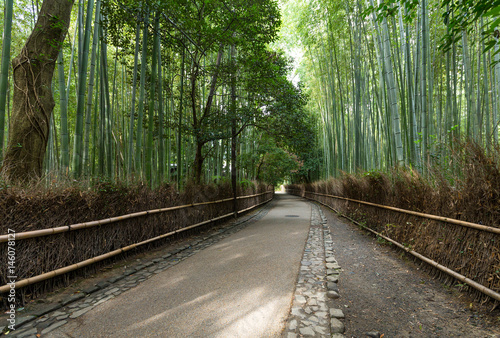 Bamboo forest of Arashiyama