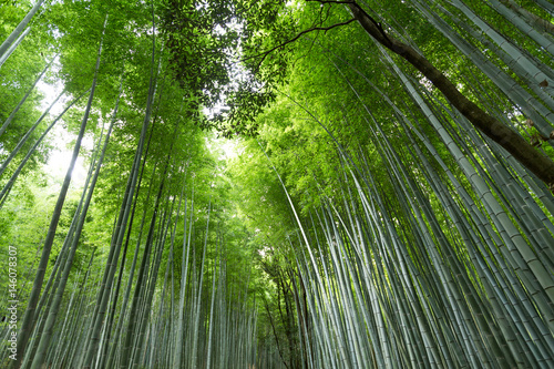 Bamboo forest