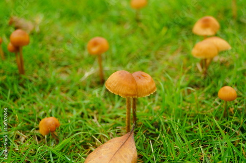 Small mushrooms on the lawn