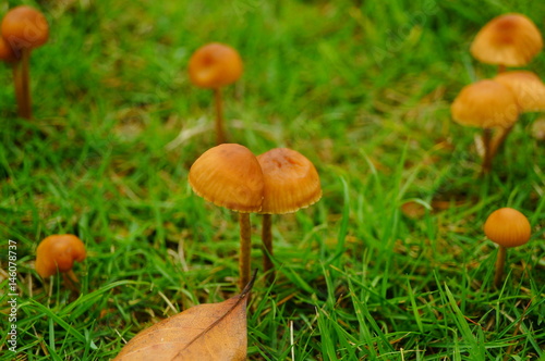 Small mushrooms on the lawn