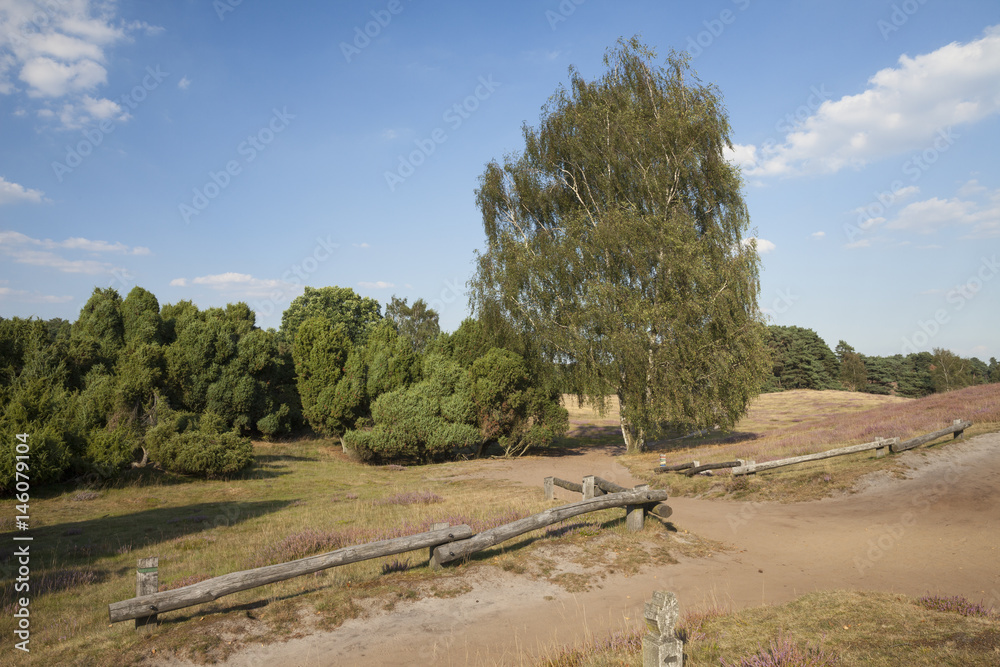 BRD, Nordrhein-Westfalen, Münsterland, Haltern am See, Westruper Heide, Naturschutzgebiet, Weg BRD, Nordrhein-Westfalen, Münsterland, Haltern am See, Westruper Heide, Naturschutzgebiet, Weg