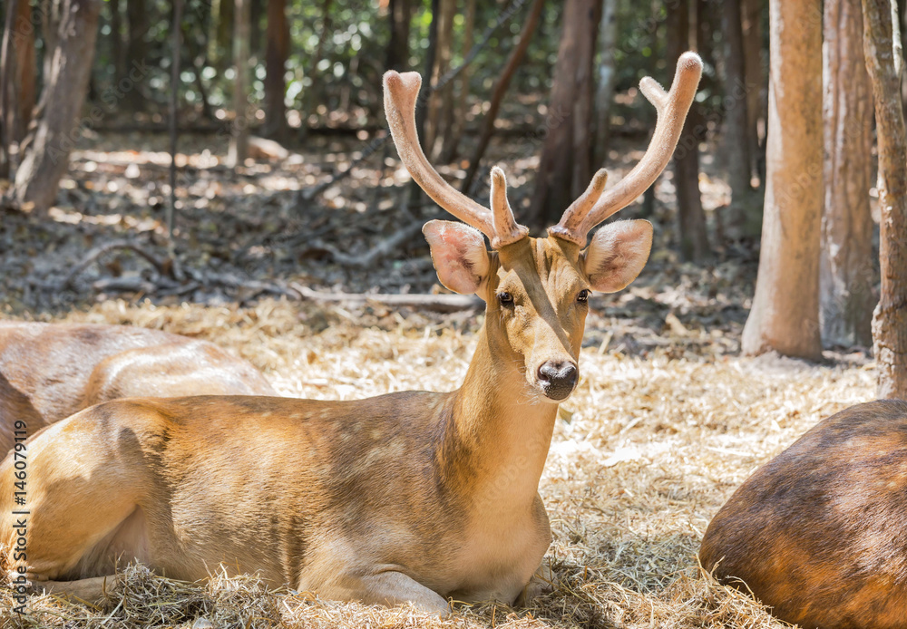 young sika deer or Spotted deer or Japanese deer (Cervus nippon) in natural young sika deer or Spotted deer or Japanese deer (Cervus nippon) in natural