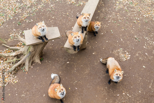 Fox looking up and waiting for food