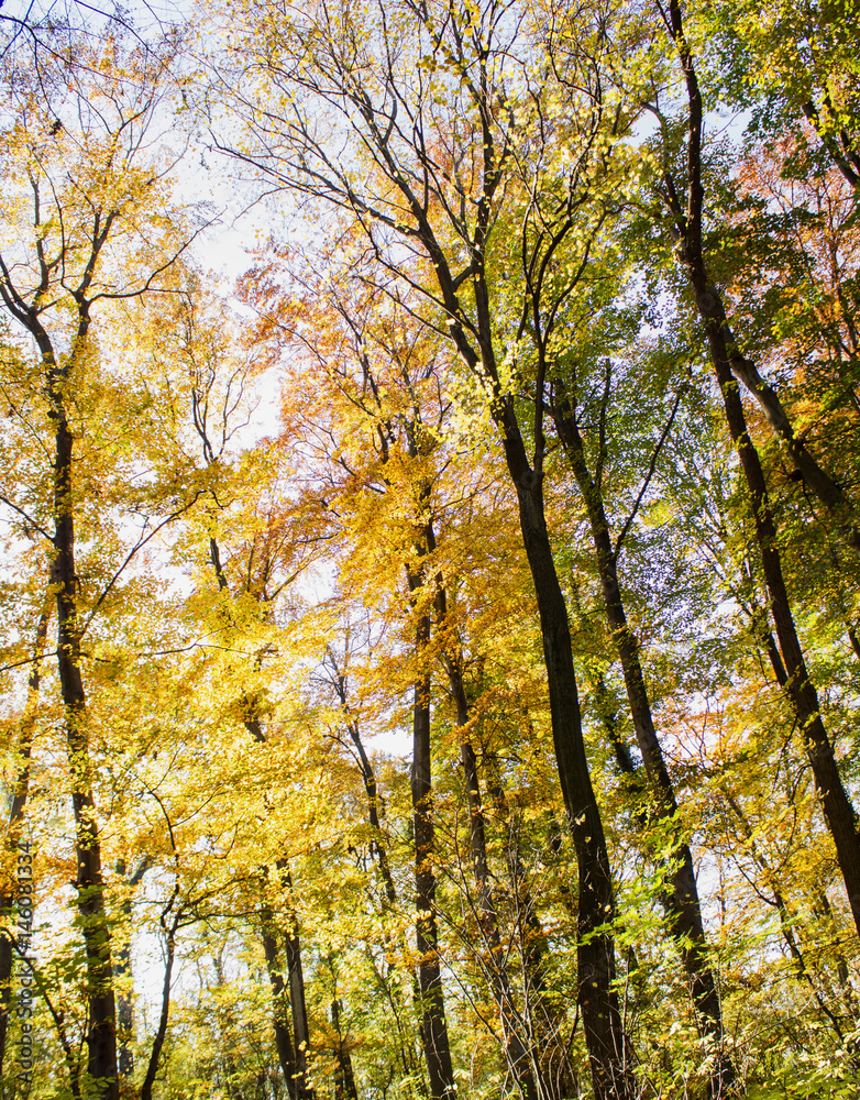 Beech forest at autumn upon blue sky
