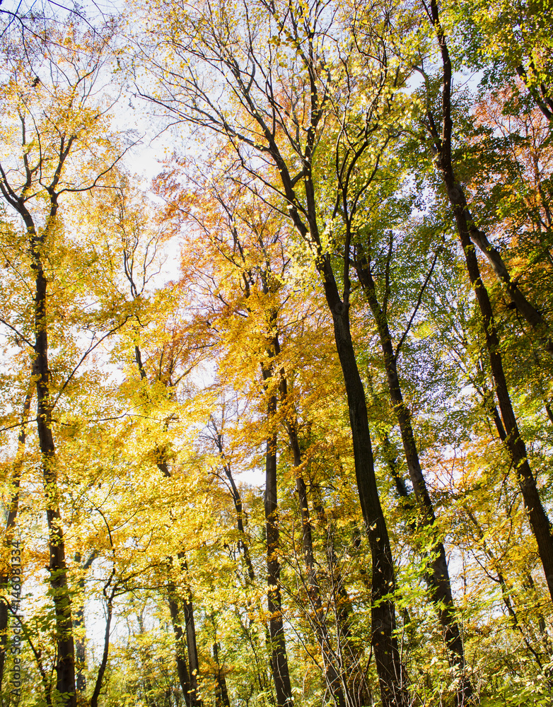 Beech forest at autumn upon blue sky Beech forest at autumn upon blue sky