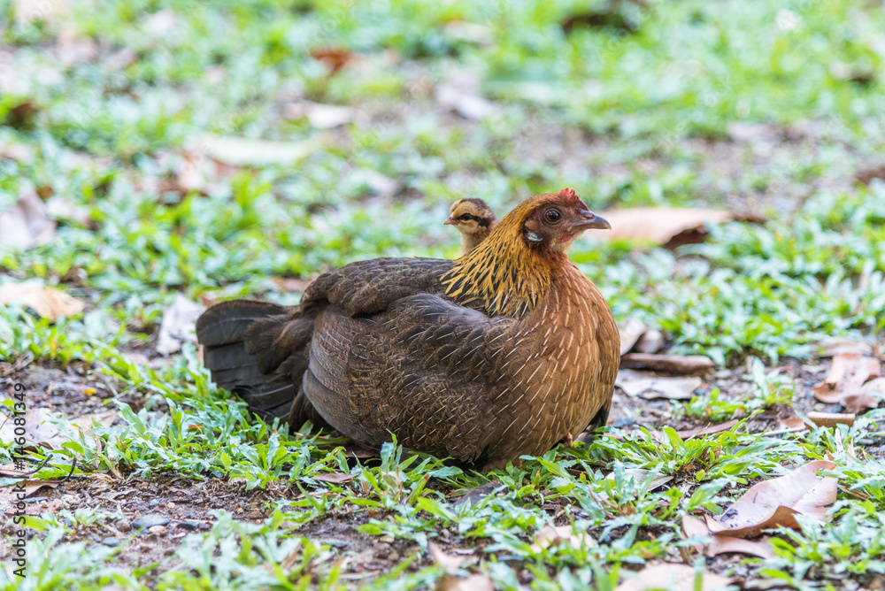 Brown hen and chick on the grass.