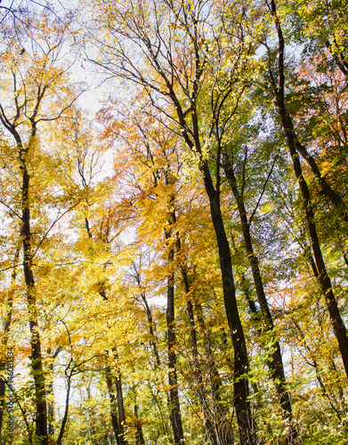 Beech forest at autumn upon blue sky