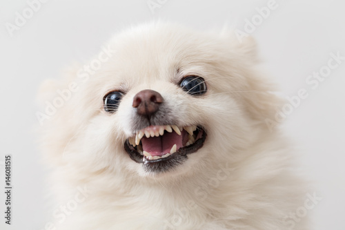 Angry pomeranian over white background