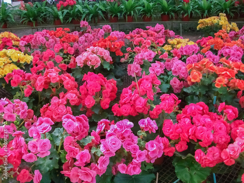 Colorful flowers for garden decoration