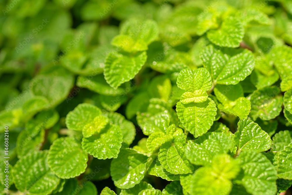 Mint leaves background
Mint leaves background