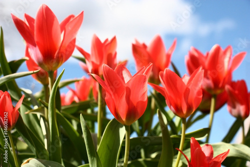 Scarlet tulips./Well shined bright scarlet tulips and green leaves. A background the blue sky with white clouds.