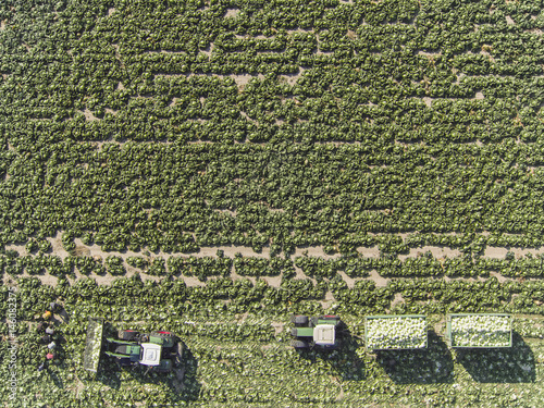 Directly above view of tractors and trailers of cabbage in field, St. Poelten, Austria photo