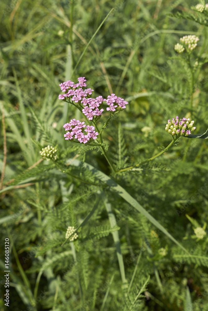 achillea millefolium inflorescence achillea millefolium inflorescence