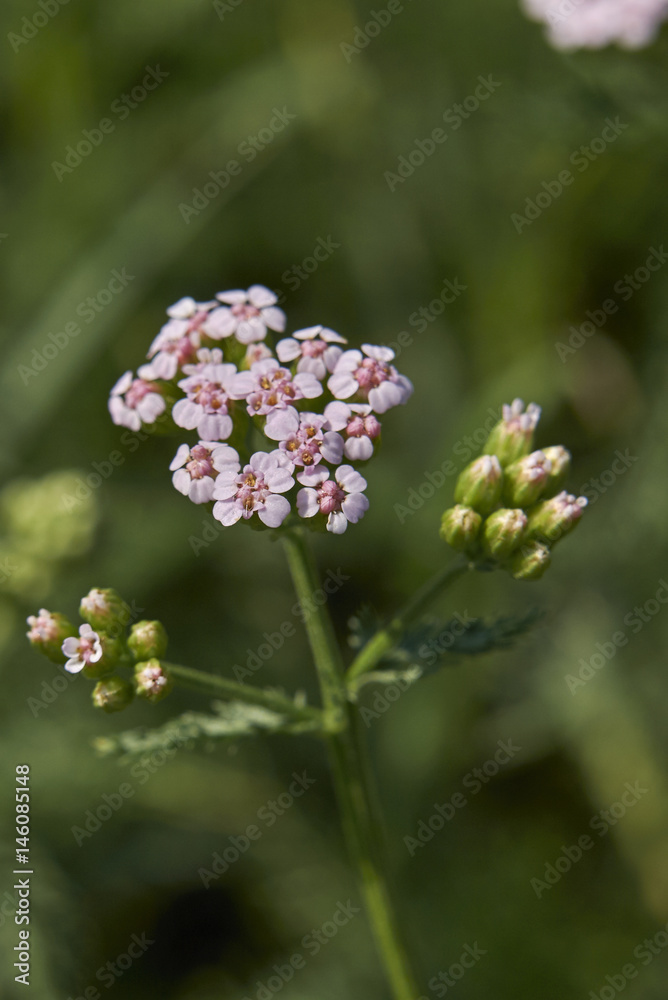 achillea millefolium inflorescence