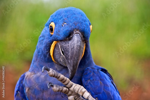 Animal portrait of a hyacinth macaw (Anodorhynchus hyacinthinus), or hyacinthine macaw. Front view.