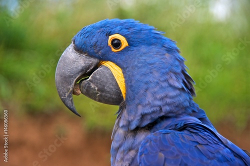 Hyacinth macaw (Anodorhynchus hyacinthinus), or hyacinthine macaw with a stone in its beak.
