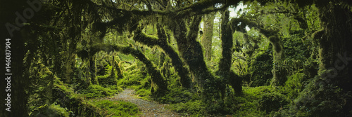 Panoramic view of moss covered trees in forest, Enchanted Forest, Queulat National Park, Patagonia photo
