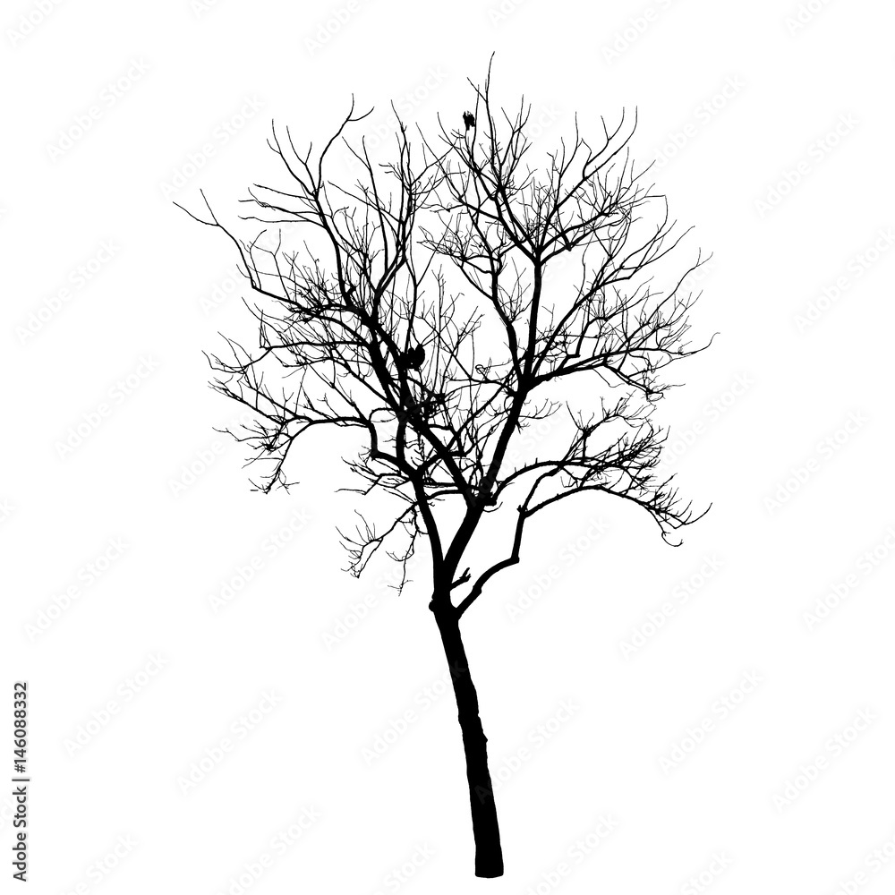 Naklejka premium Winter tree isolated on white background 
