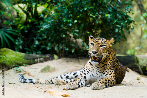 leopard (Panthera pardus kotiya)