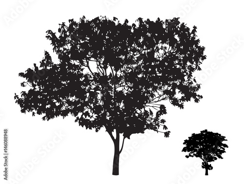 Two trees branch silhouette : Vector