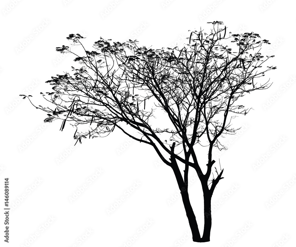 Obraz premium Flame Tree silhouette : Detailed vector