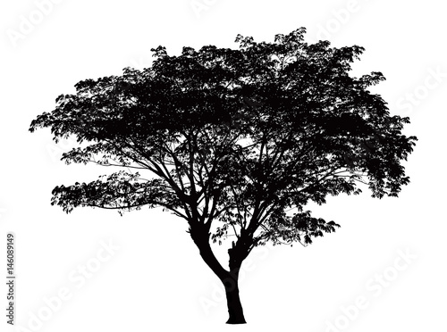 Tree silhouette : Samanea saman