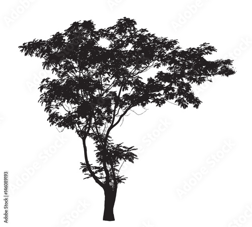 Lead Tree silhouette : Detailed vector