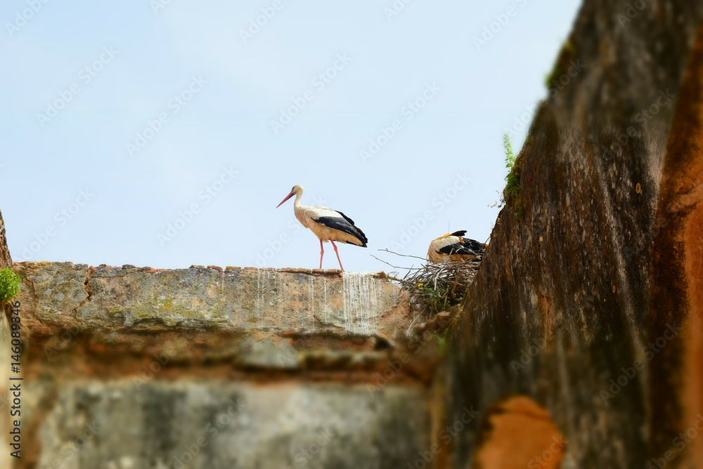 Storks on the wall of chellah necropolis Storks on the wall of chellah necropolis