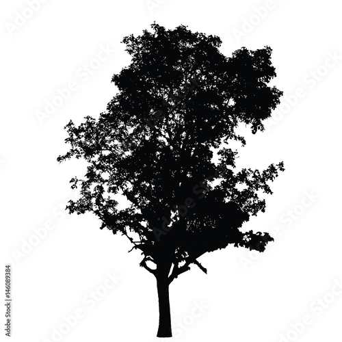 Big tree silhouette : Detailed vector