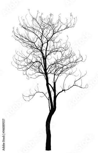 Tree silhouette : detailed vector illustration