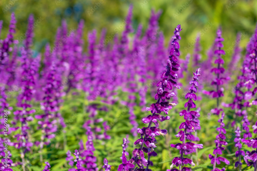 Naklejka premium Beautiful purple flowers nature background