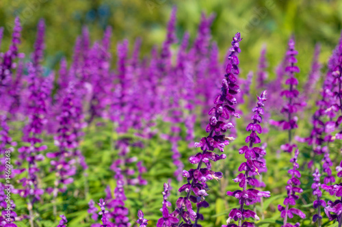 Beautiful purple flowers nature background © Olga K