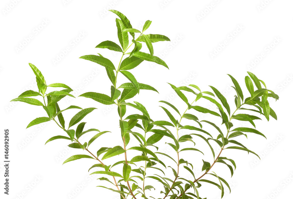 Obraz premium verbena branches