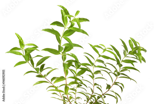 verbena  branches