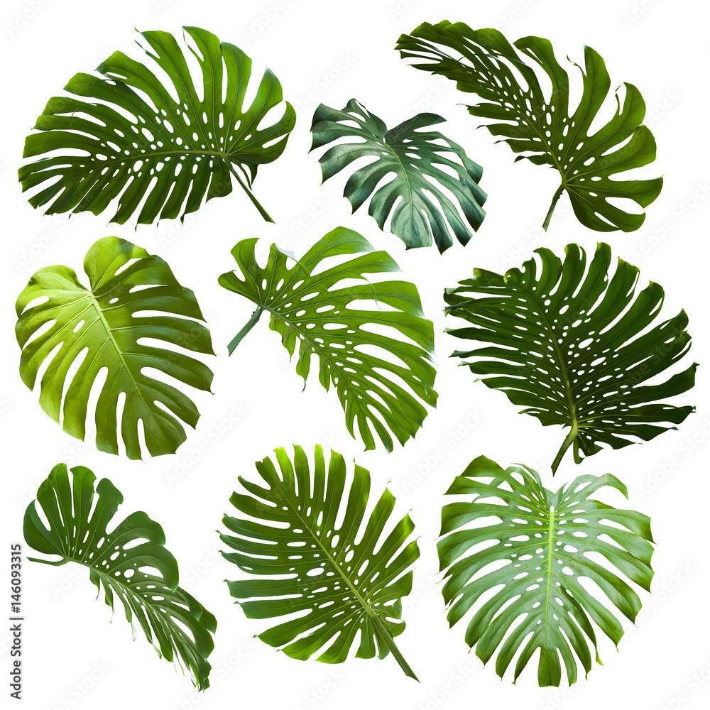 Set of Tropical Monstera Leaves Set of Tropical Monstera Leaves