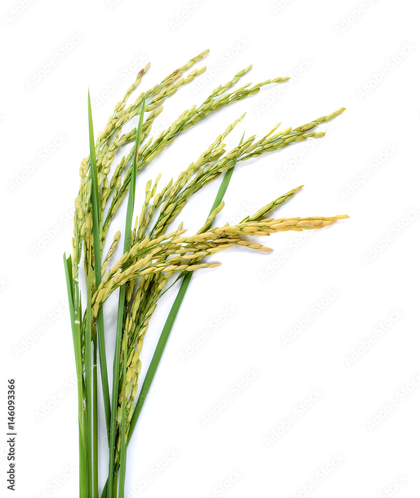 Fresh rice plant isolated on white background Stock Photo | Adobe Stock