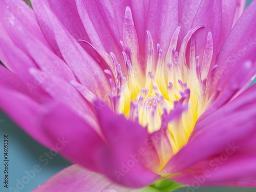 Close up of Beautiful Pink Lotus.