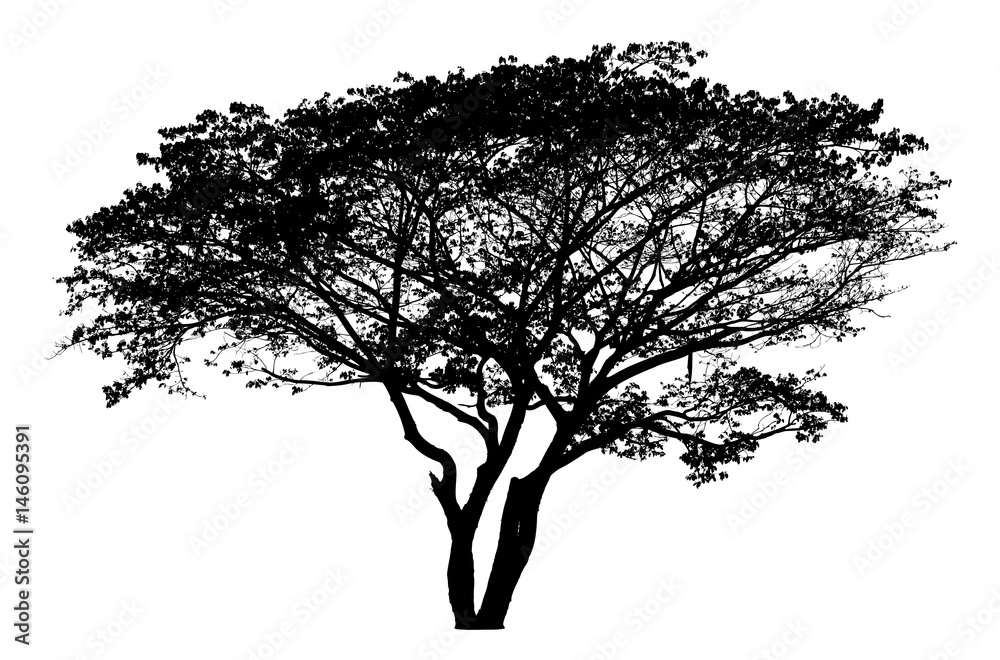 Obraz premium Tree silhouette - detailed vector