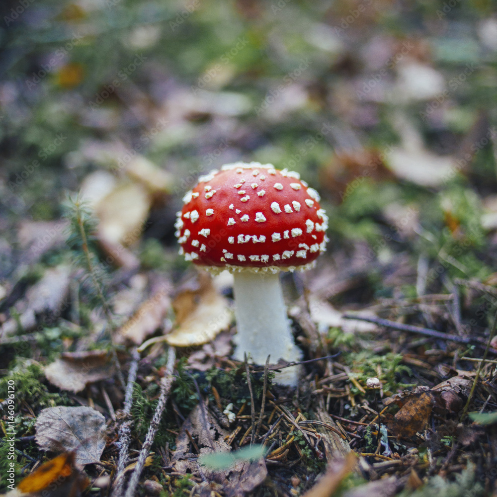 Close-up of fly agaric mushroom growing on land in forest Close-up of fly agaric mushroom growing on land in forest