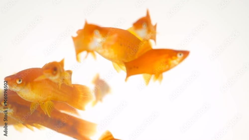 many red swordtail fish swimming in fish tank on white background (Xiphophorus helleri)