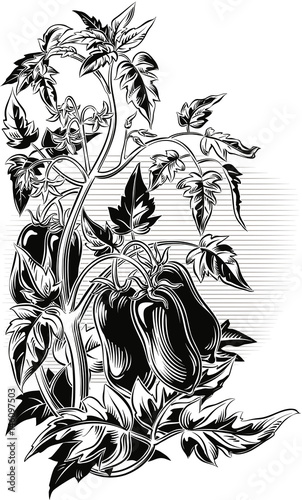 San Marzano tomato plant, with some fruits.