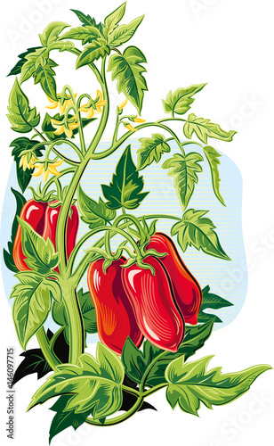 San Marzano tomato plant, with some fruits.