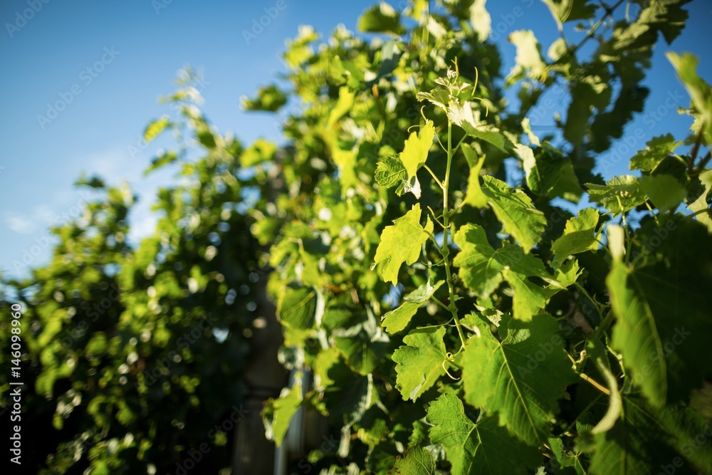 Low angle view of plants growing at vineyard Low angle view of plants growing at vineyard