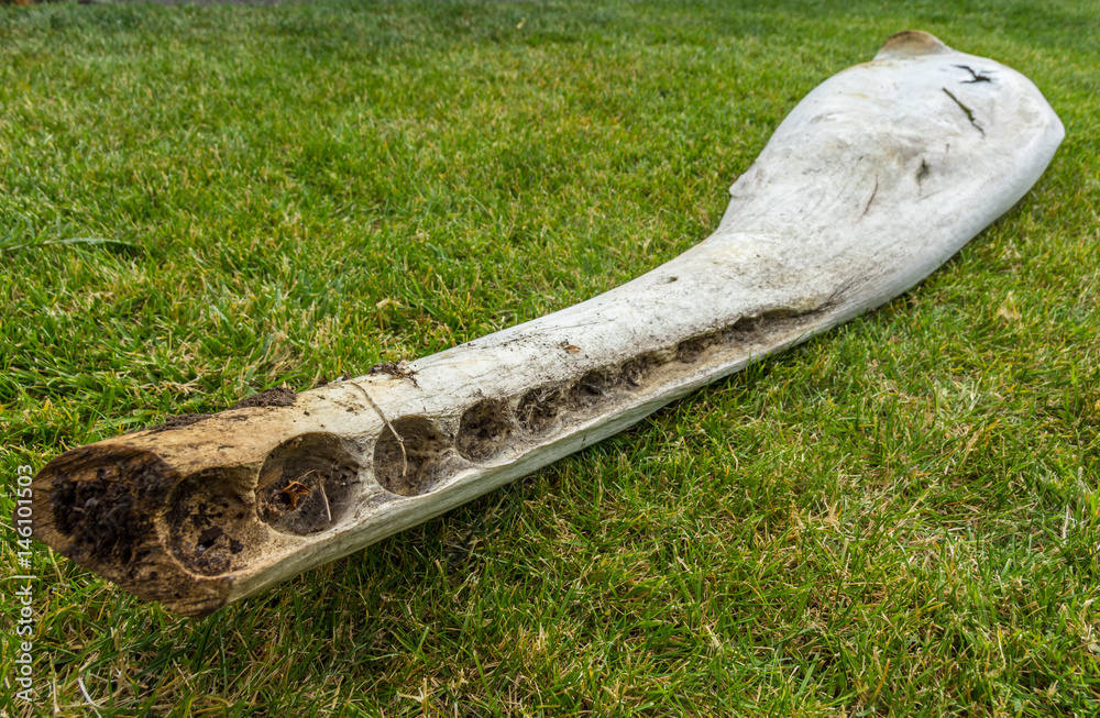 Fototapeta premium part of lower jaw bone of sperm whale with teeth removed