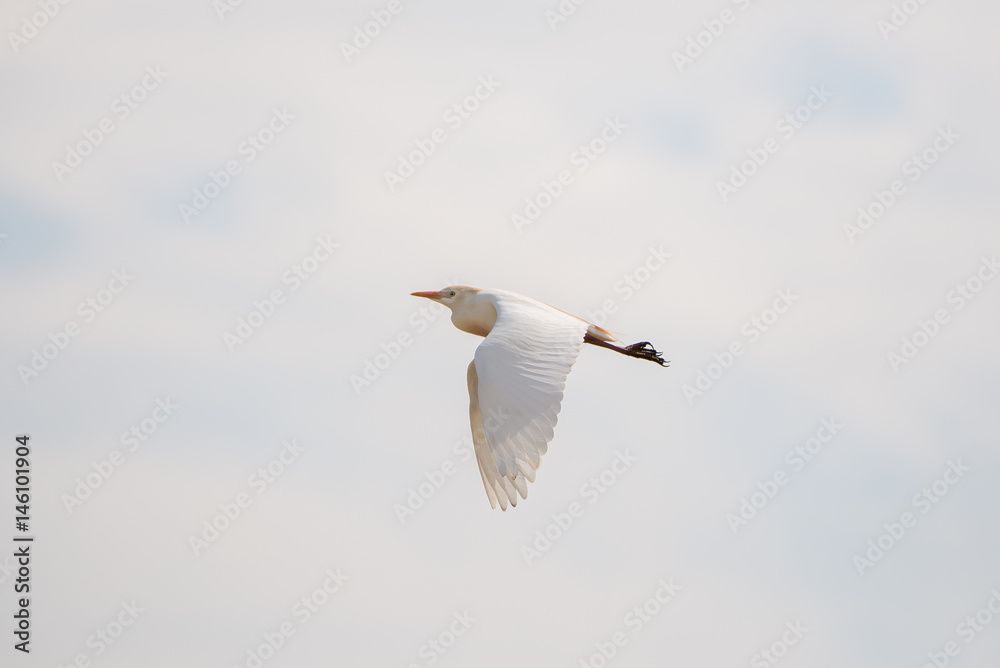 Obraz premium Western Cattle Egret, Bubulcus ibis, bird flying