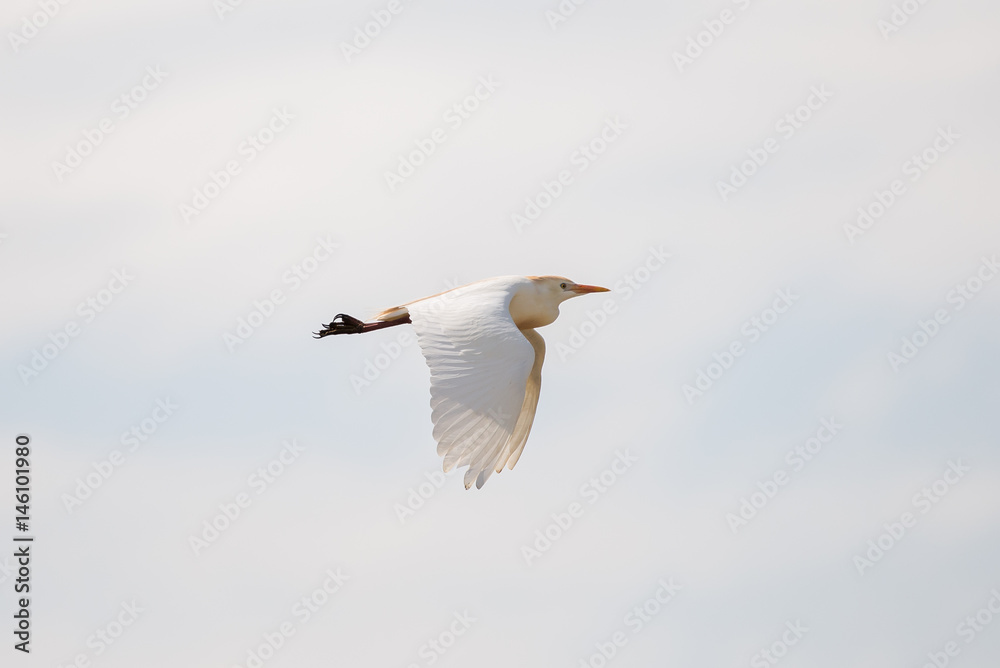 Obraz premium Western Cattle Egret, Bubulcus ibis, bird flying